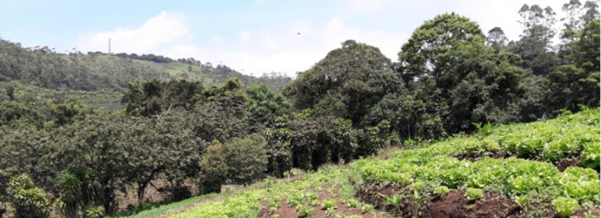 Prácticas agro-conservacionistas En los Sistemas de Producción de la Comunidad de Volio, distrito Volio,  de San Ramón, Alajuela, como alternativas que contribuyen a mitigar la degradación de Suelos
