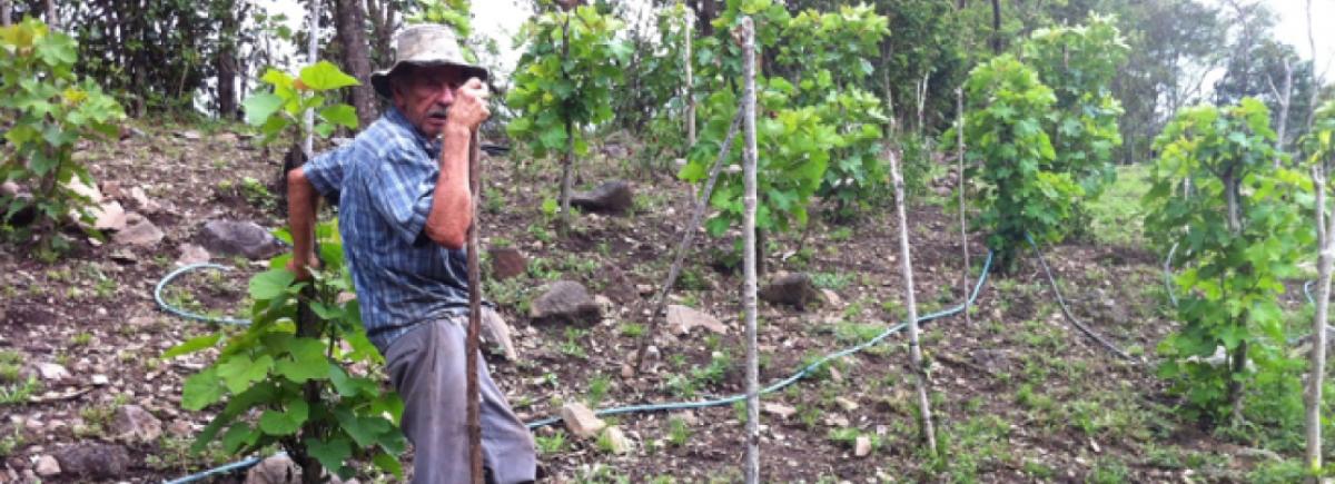 Implementación de Practicas Agro conservacionistas en la parte media de la Cuenca del río Barranca, para mitigar y mejorar las condiciones de sostenibilidad y económicas de las fincas de los productores y productoras